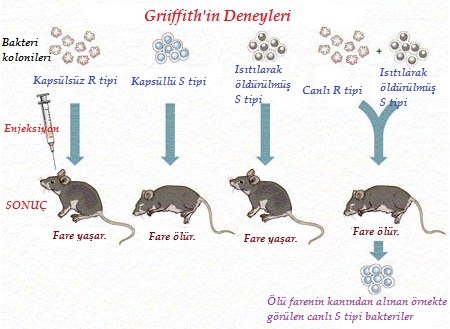 griffith-deneyi.jpg