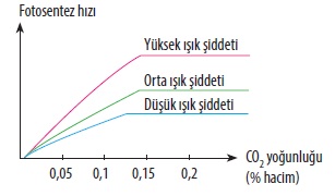 Fotosentez-h%C4%B1z%C4%B1na-etki-eden-%C4%B1%C5%9F%C4%B1k-%C5%9Fiddeti-tablosu1.jpg