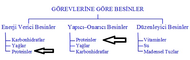 Yap%C4%B1c%C4%B1-ve-onar%C4%B1c%C4%B1-besinler-protein.jpg