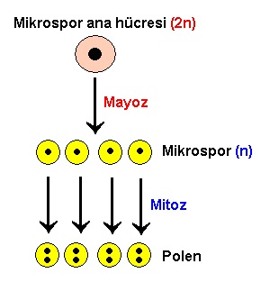 mikrospor-ana-h%C3%BCcresi.jpg