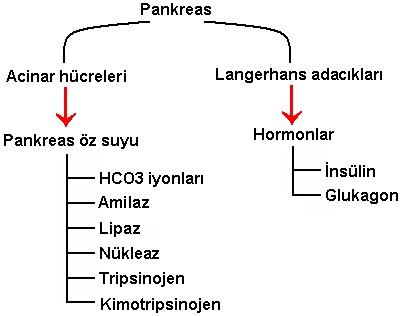pankreas-%C3%B6z-suyu-enzimleri.jpg