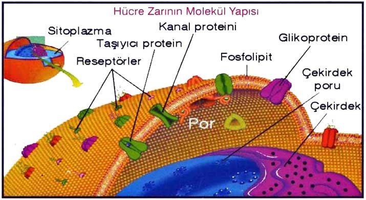 protein-1.jpg