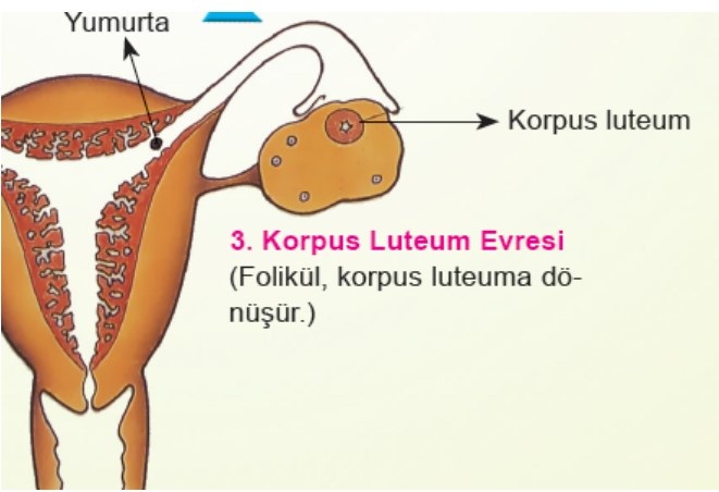 korpus-luteum-evresi.jpg