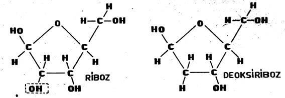 n%C3%BCkleotit-yap%C4%B1s%C4%B1-2.jpg