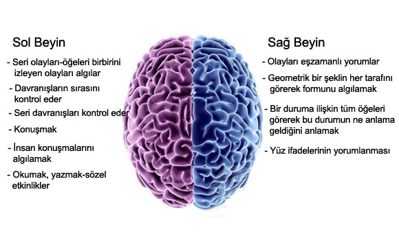 beynin-g%C3%B6revleri-2.jpg