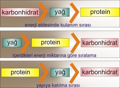 Proteinlerin Özellikleri Nelerdir?