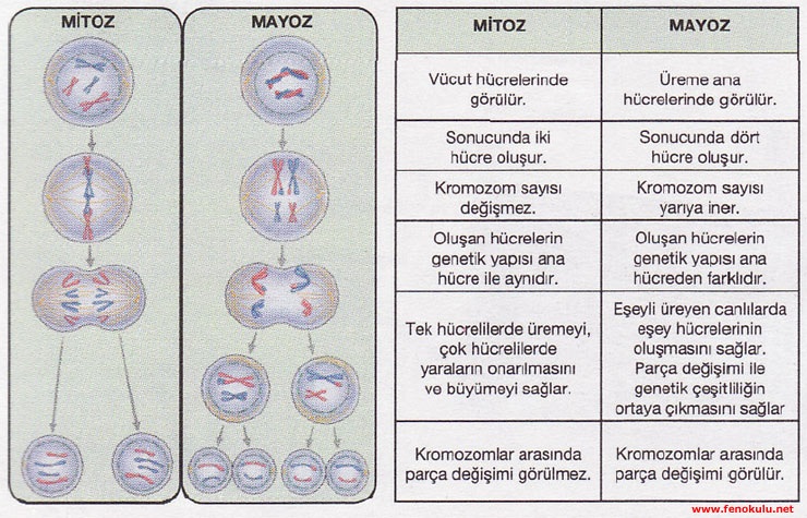 prokaryot hucre ve okaryot hucrenin ortak ozellikleri